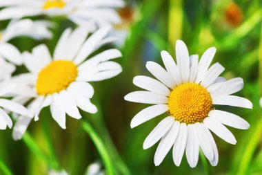 Yeşil çimlerde papatya çayı