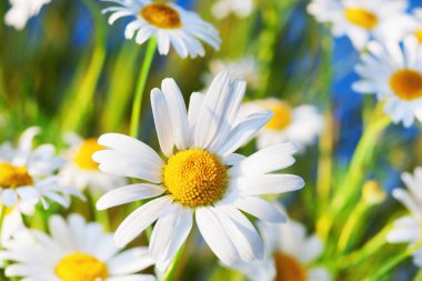 Yeşil çimlerde papatya çayı