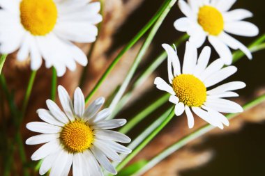 Papatya kahverengi çim