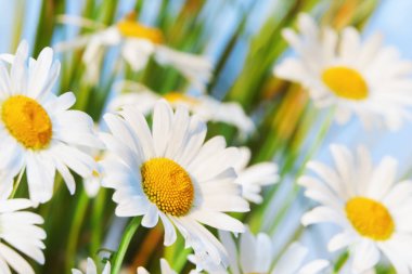 Yeşil çimlerde papatya çayı