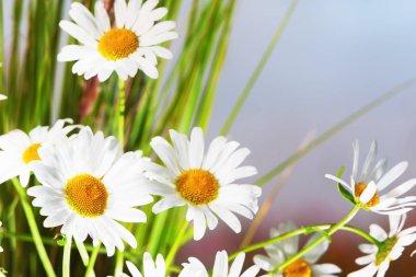 Papatya kahverengi çim