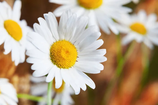 Chamomile in brown grass — Stock Photo, Image