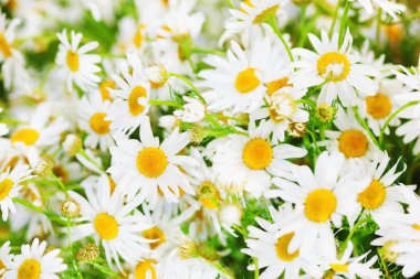 Papatya çiçekler arasında