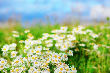 Papatya çiçekler arasında