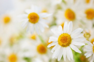 Papatya çiçekler arasında