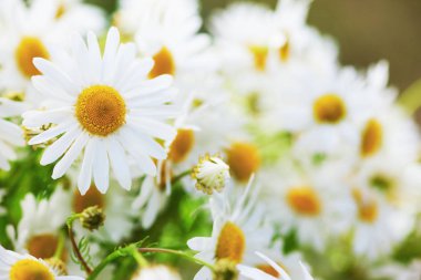 Papatya çiçekler arasında