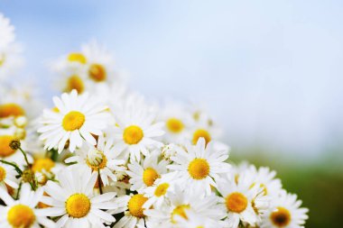 Papatya çiçekler arasında