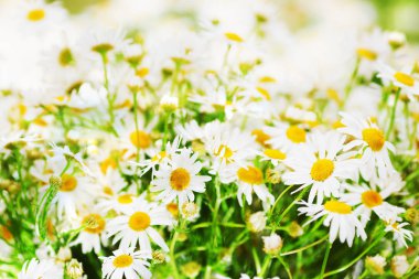 Papatya çiçekler arasında