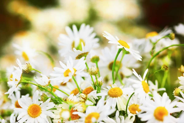 Camomila entre flores — Fotografia de Stock