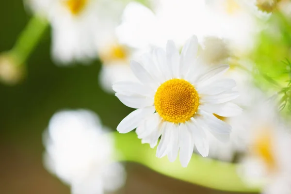 Chamomile among flowers — Stock Photo, Image