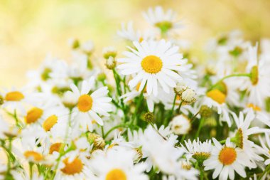 Papatya çiçekler arasında