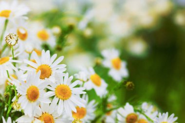 Papatya çiçekler arasında