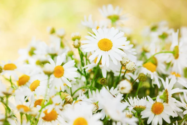 Papatya çiçekler arasında