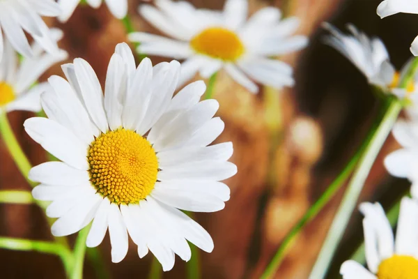 Chamomile in grass — Stock Photo, Image