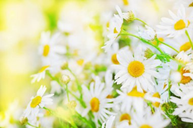 Papatya çiçekler arasında