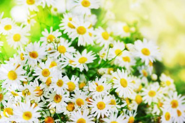 Papatya çiçekler arasında