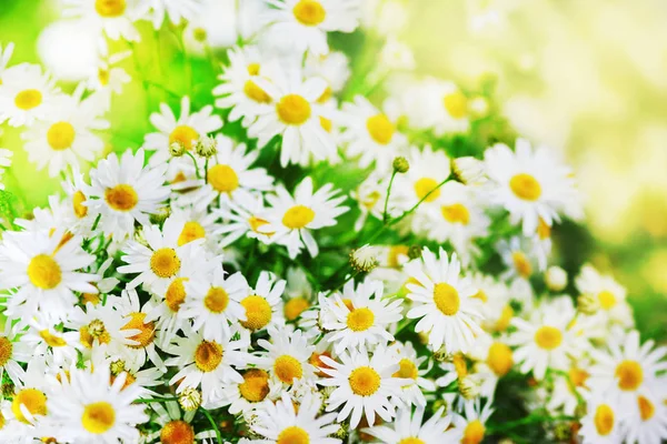 Papatya çiçekler arasında