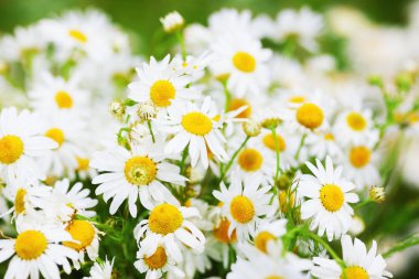 Papatya çiçekler arasında