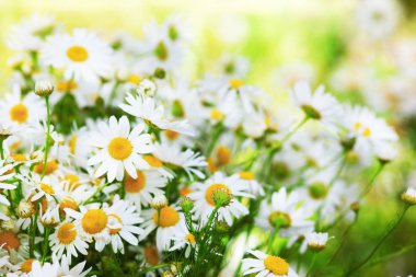 Papatya çiçekler arasında