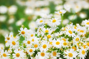 Papatya çiçekler arasında