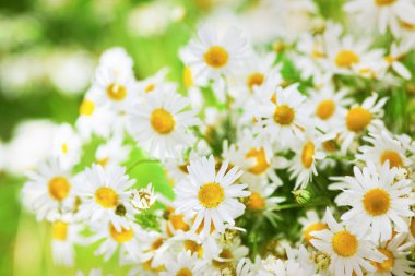 Papatya çiçekler arasında