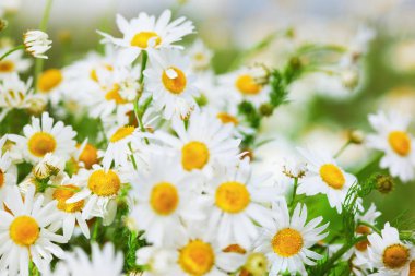 Papatya çiçekler arasında