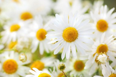 Papatya çiçekler arasında