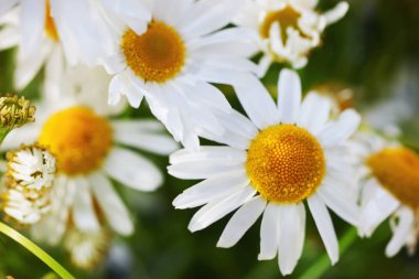 Papatya çiçekler arasında