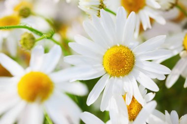 Papatya çiçekler arasında