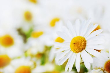 Papatya çiçekler arasında