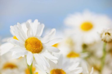 Papatya çiçekler arasında