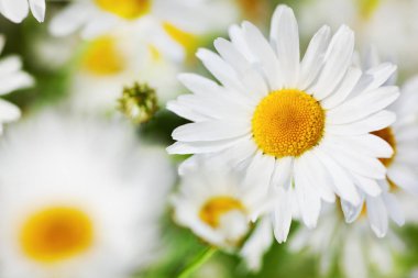 Papatya çiçekler arasında