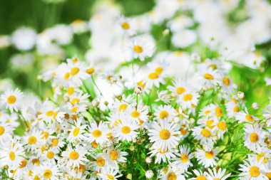 Papatya çiçekler arasında