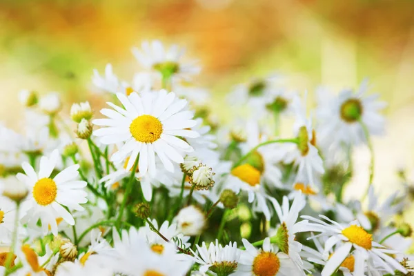 Papatya çiçekler arasında