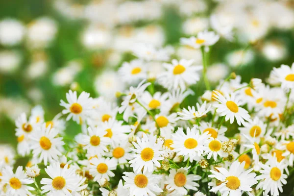 Papatya çiçekler arasında