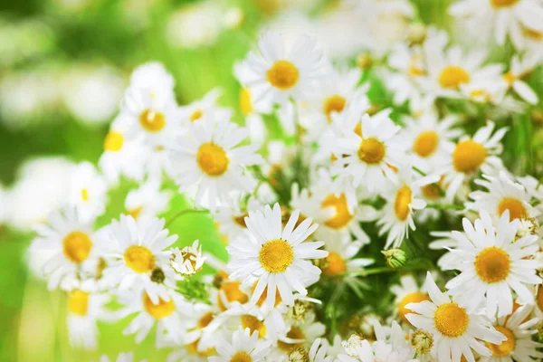 Papatya çiçekler arasında