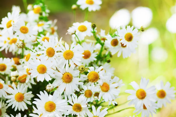 Papatya çiçekler arasında