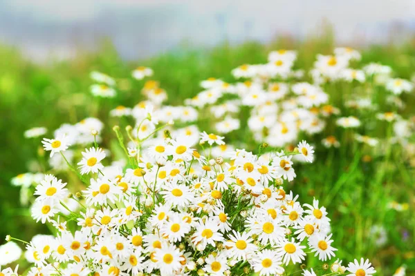 Camomila entre flores — Fotografia de Stock