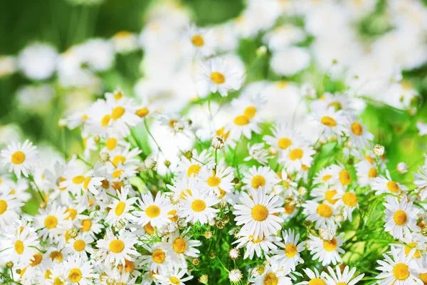 Papatya çiçekler arasında