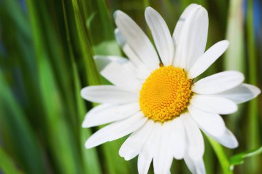 Papatya çiçekler arasında