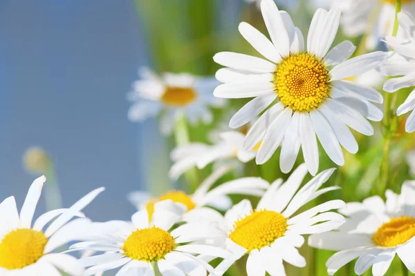 Papatya çiçekler arasında