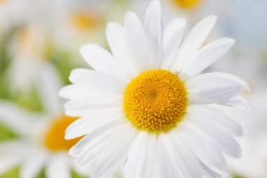 Papatya çiçekler arasında