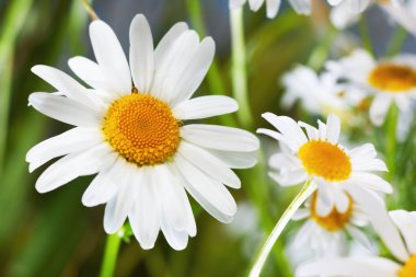 Papatya çiçekler arasında