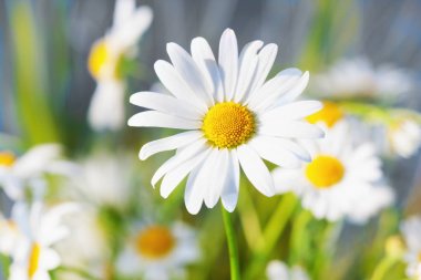 Papatya çiçekler arasında