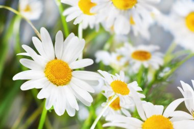 Papatya çiçekler arasında