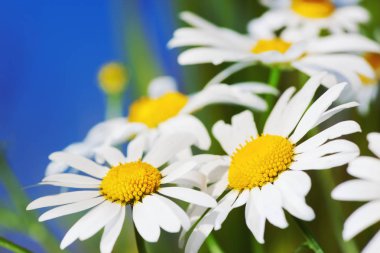 Papatya çiçekler arasında