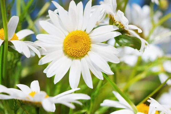 Camomila entre flores — Fotografia de Stock