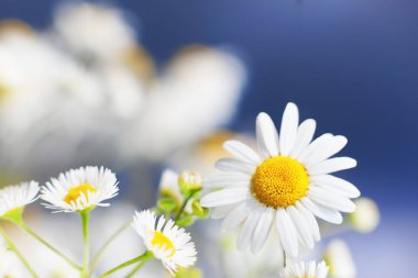 Papatya çiçekler arasında