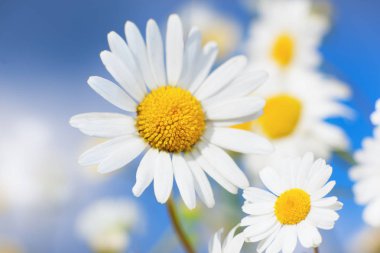 Papatya çiçekler arasında