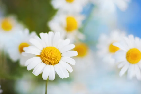 Camomila entre flores — Fotografia de Stock